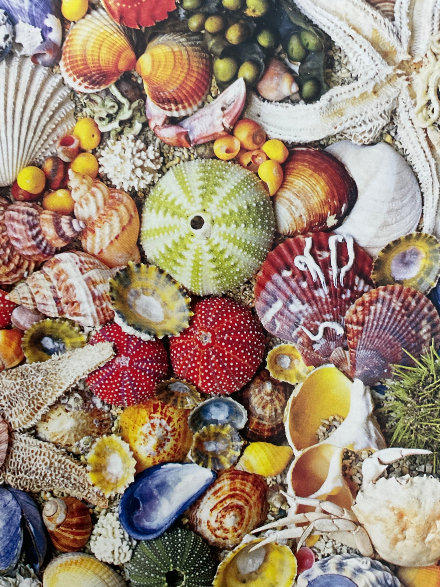 Rompecabezas Caracoles